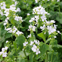 High germination Lunaria seeds