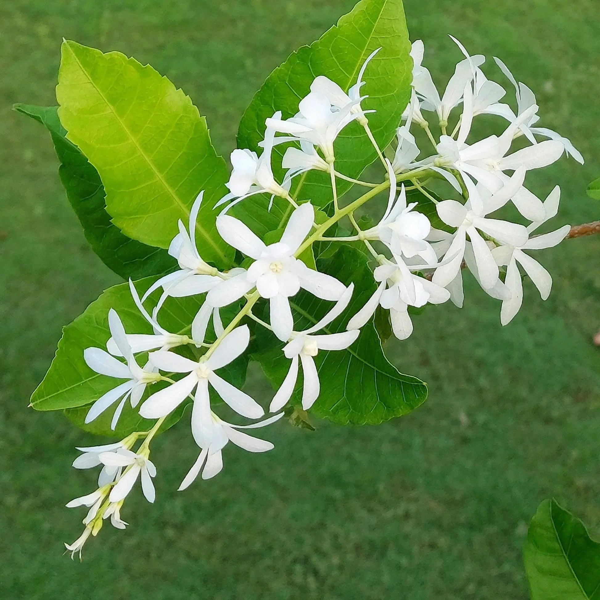 Non GMO White Mok Flower seeds
