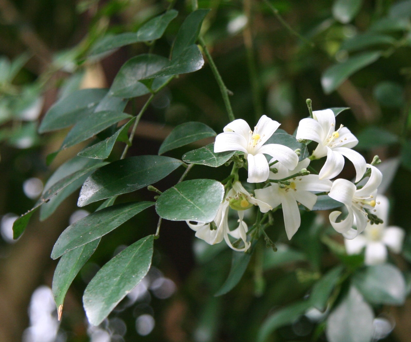 Non-GMO Murraya Paniculata seeds