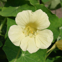 White Nasturtium Flower seeds for planting