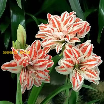 100 Pcs