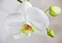 Non GMO White Orchid seeds