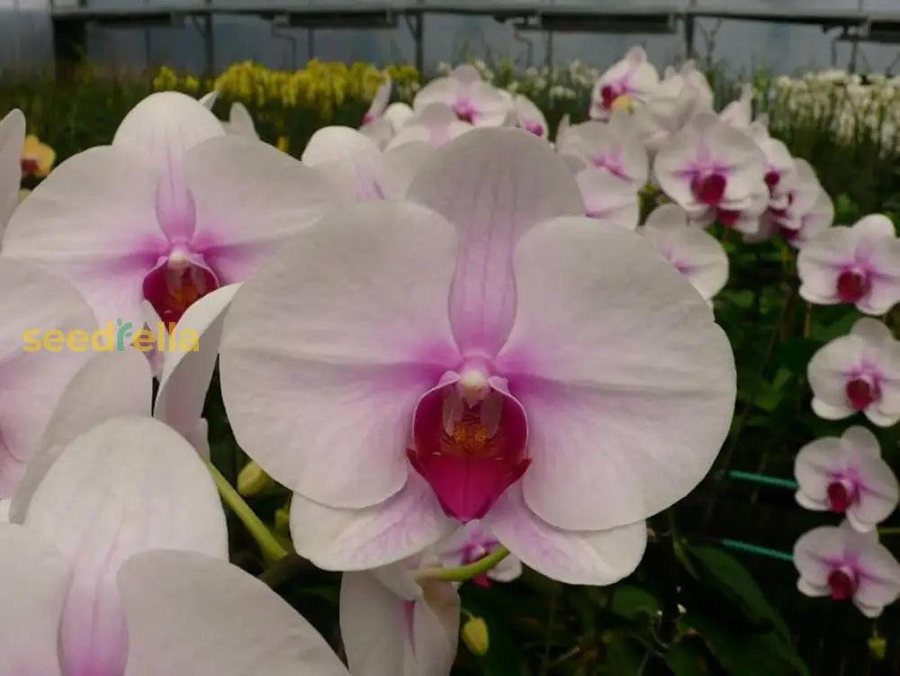 Ornamental White Orchid plant