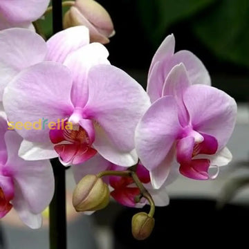 White Orchid planting seeds
