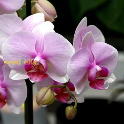 100 Pcs
