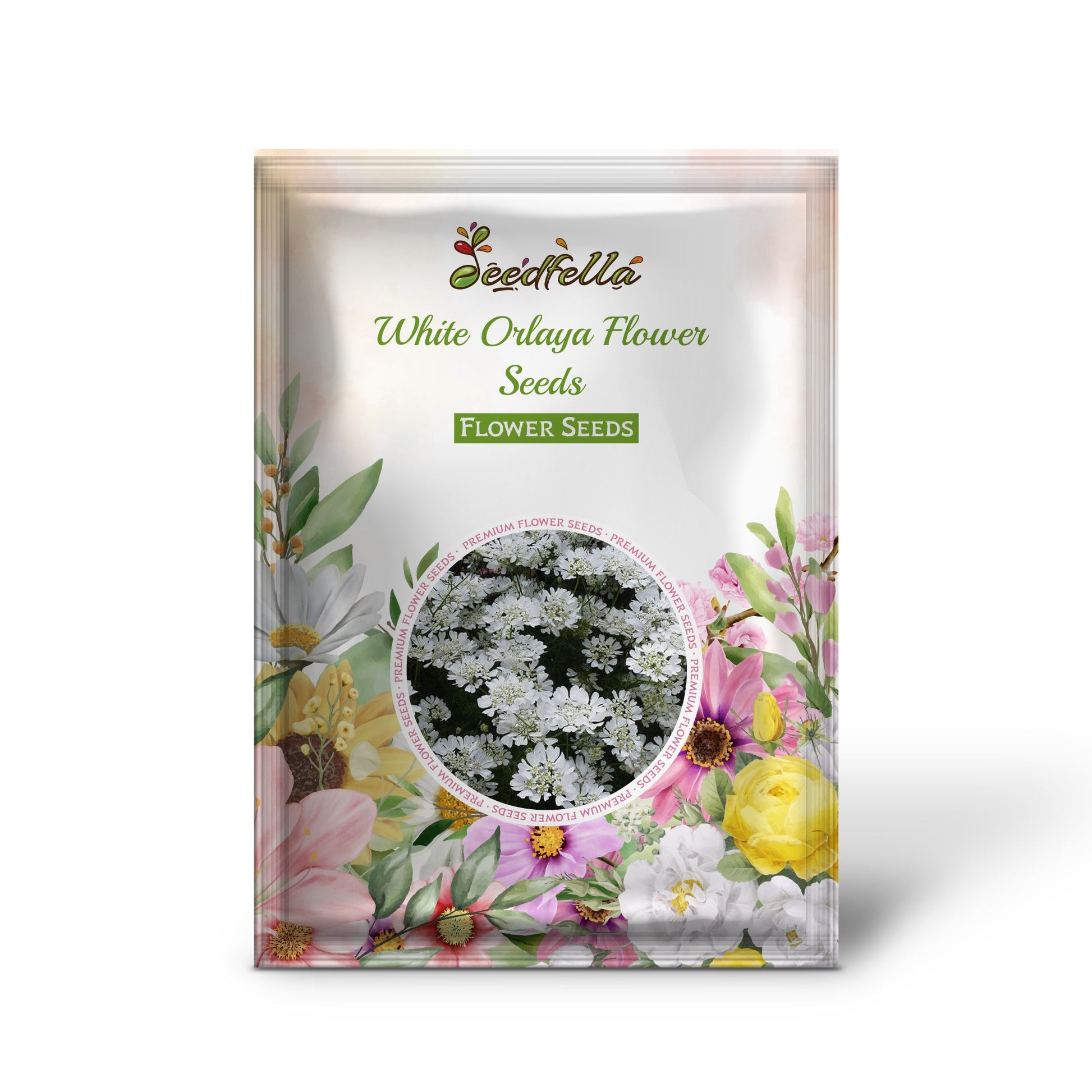 White Orlaya flowers blooming in garden