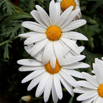 White Paludosum flower seeds for planting