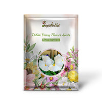 White Pansy flowers blooming in garden