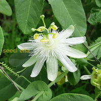 Non GMO White Passiflora Biflora flower seeds