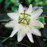 Ornamental White Passiflora vine for gardens