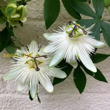 White Passiflora Biflora Flower seeds for planting