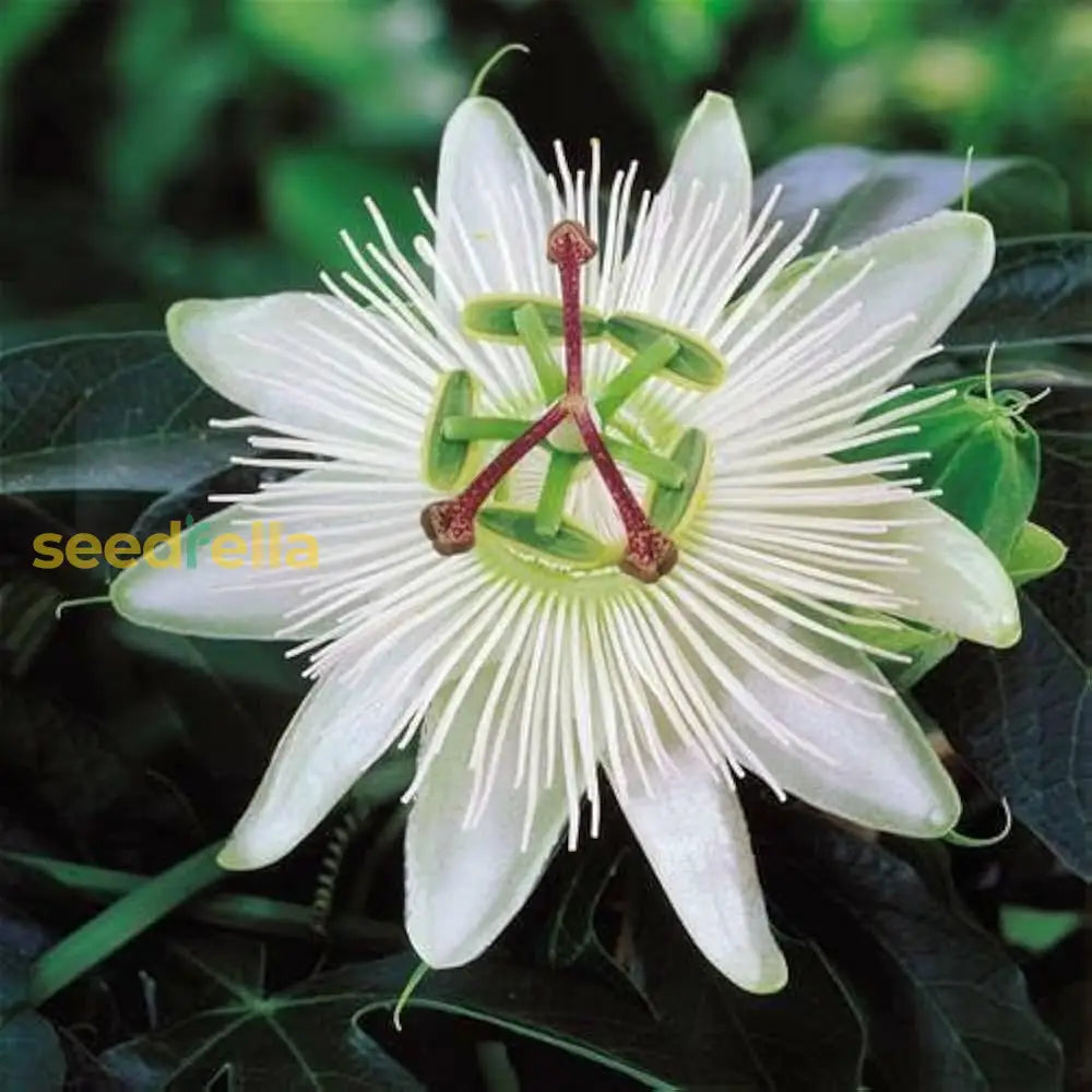 Ornamental White Passiflora flowering vine