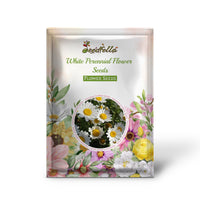 White Perennial Daisy flowers blooming in garden