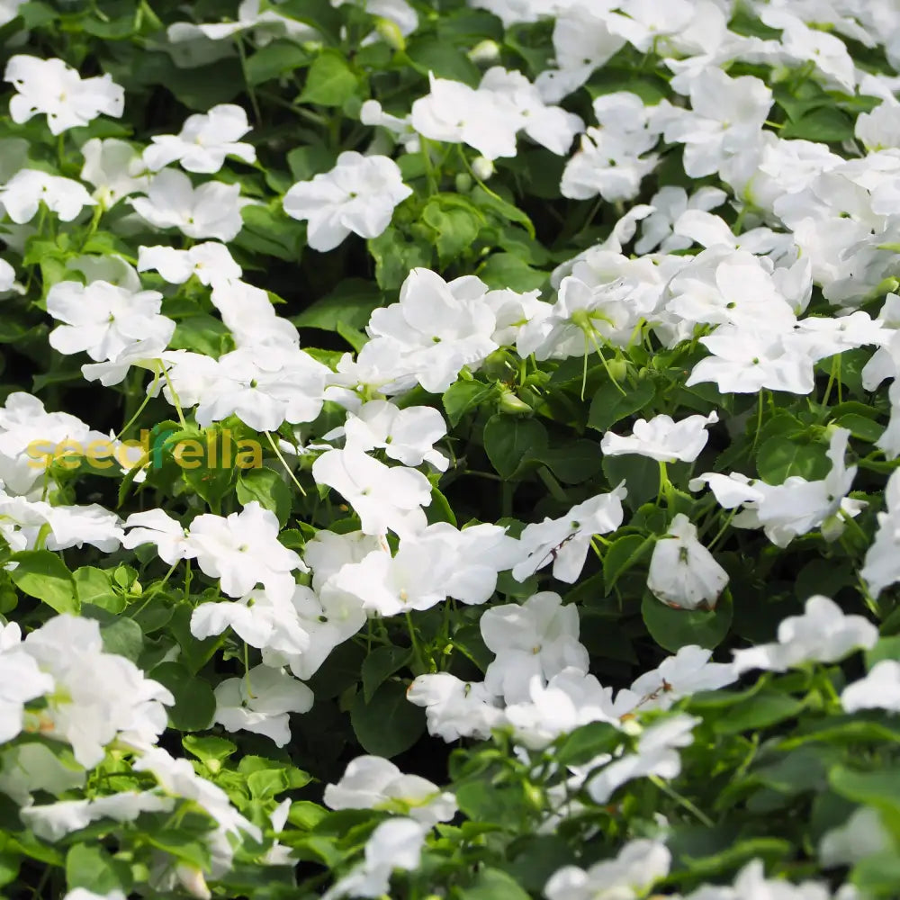 Ornamental White Periwinkle seeds for gardens