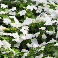 Ornamental White Periwinkle seeds for gardens