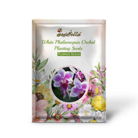 White Phalaenopsis Orchid flowers blooming