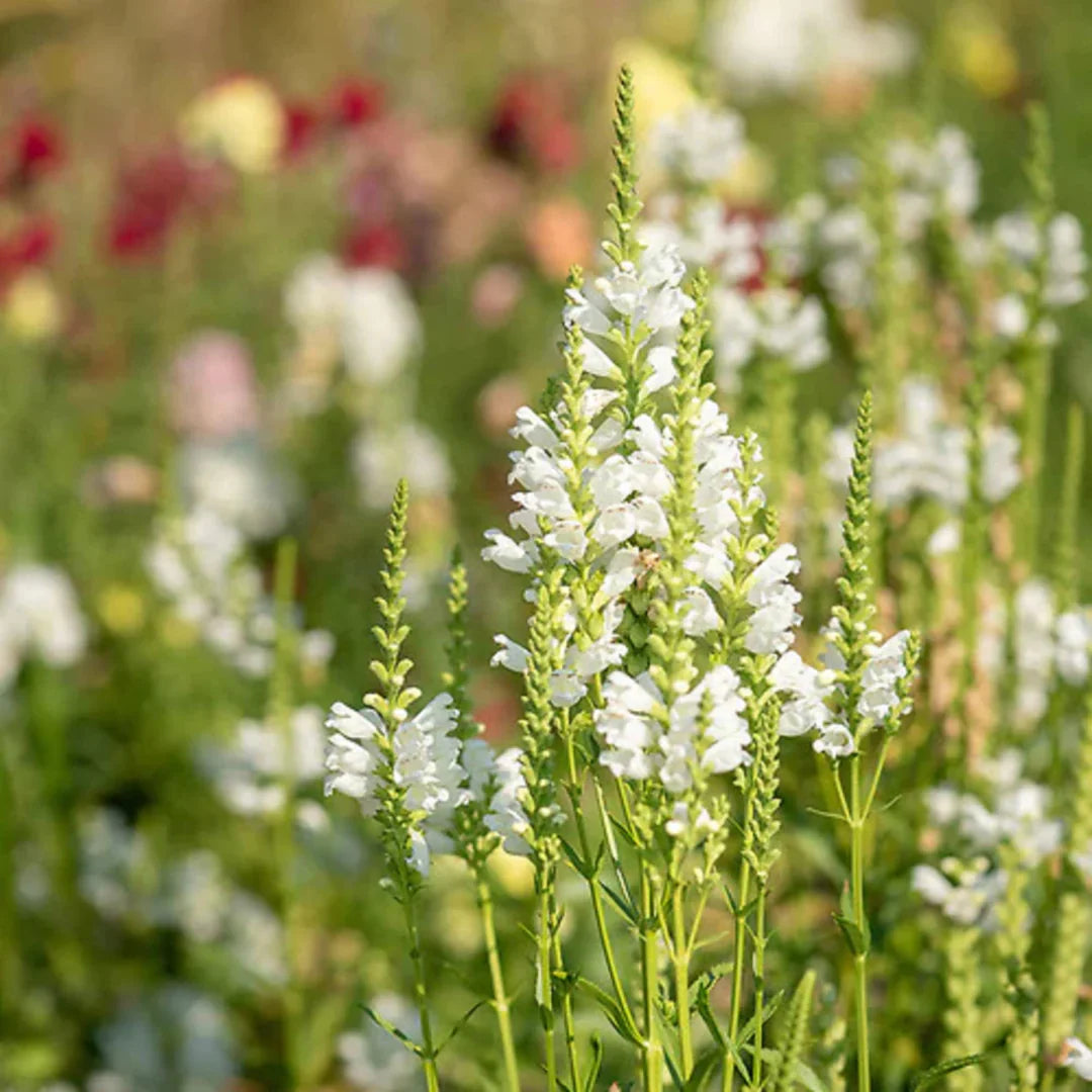 Pollinators visiting white Physostegia flowers