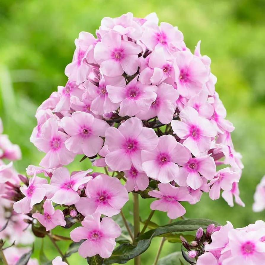 Non GMO White Pink Nora Leigh seeds
