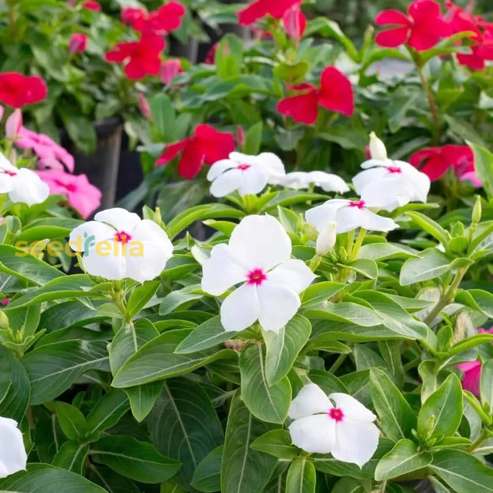 Ornamental White Pink Periwinkle seeds for gardens