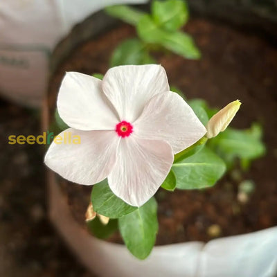 100 Pcs
