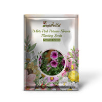 Vibrant white and pink Petunia flowers in bloom