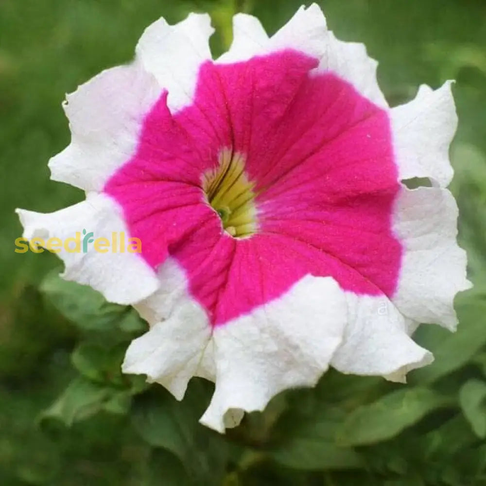 White Pink Petunia flower seeds for planting