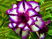 Ornamental White Purple Adenium plant for gardens