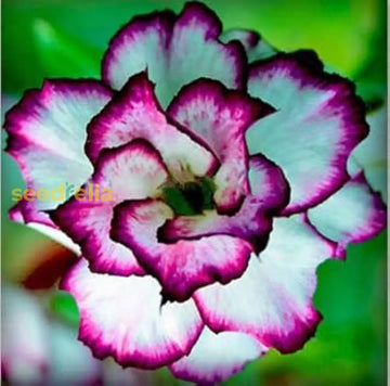 White Purple Adenium Obesum seeds for planting