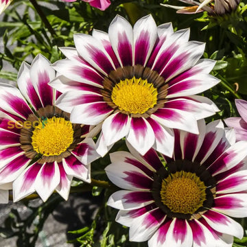 White Purple Gazania seeds for planting