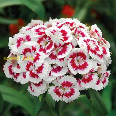 100 Pcs