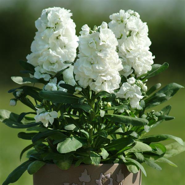 Ornamental White Scented Stock flowering plant