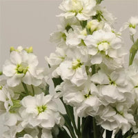 White Scented Stock flower seeds for planting