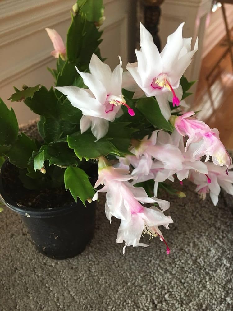 White Schlumbergera for graceful indoor decoration