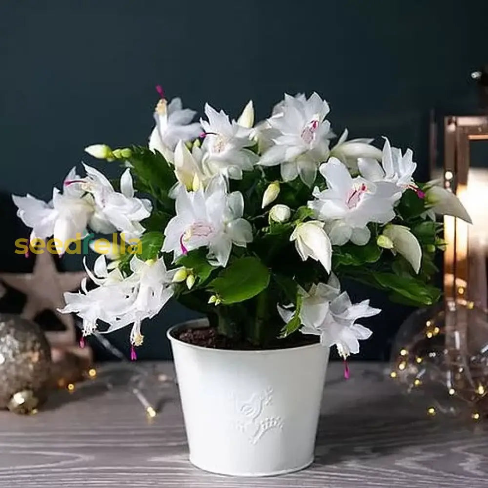 Non GMO White Schlumbergera flower seeds
