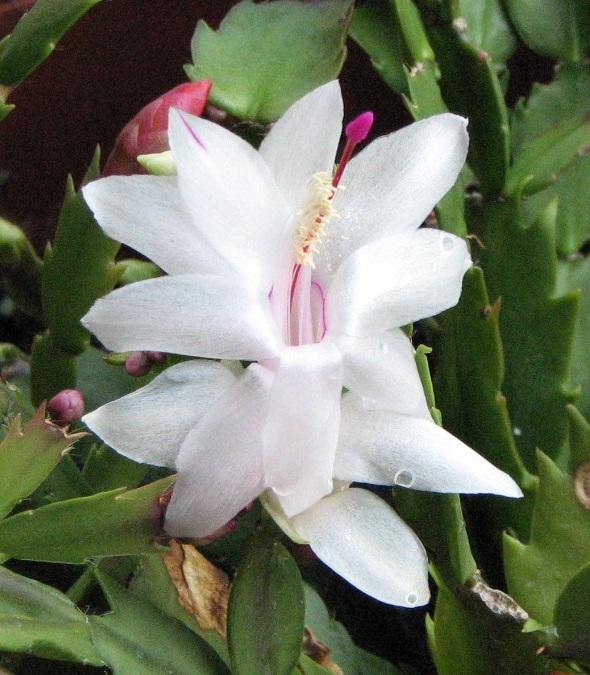 Ornamental White Schlumbergera plant for indoor décor