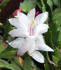 Ornamental White Schlumbergera plant for indoor décor