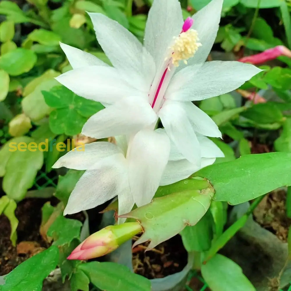 White Schlumbergera Flower seeds for planting