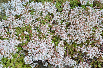 White Sedum Acre plant seeds for planting
