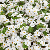 Ornamental White Snowtopia flowering plant