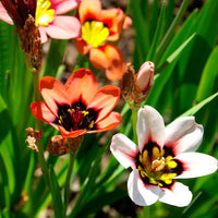 White Sparaxis Tricolor used in floral displays