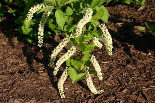 Non GMO White Sweetspire seeds