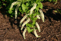 Non GMO White Sweetspire seeds