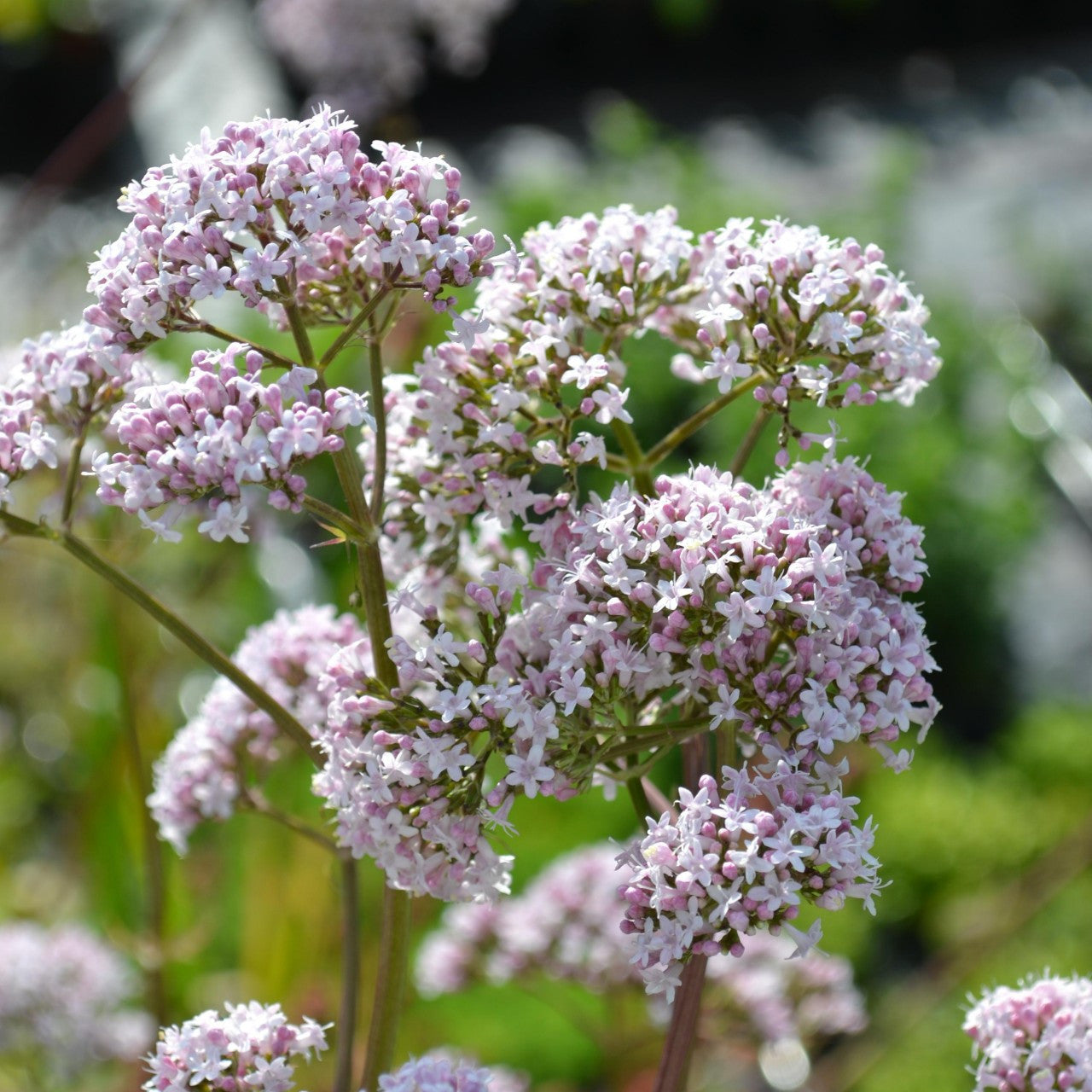 White Valeriana in pollinator garden