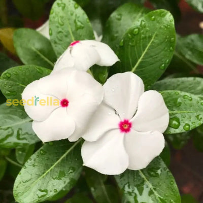 100 Pcs
