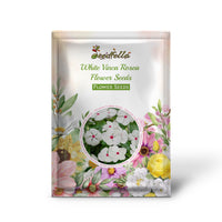 Pure white Vinca Rosea flowers blooming