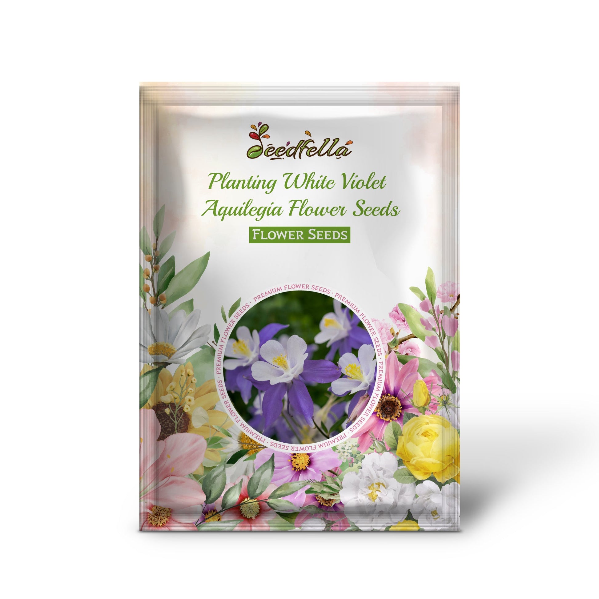 Gorgeous white and violet Aquilegia flowers in bloom