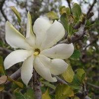 Non GMO White Volkensii flower seeds
