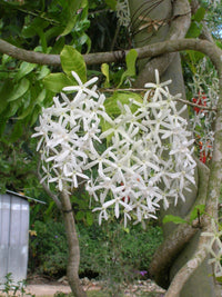 Ornamental White Volkensii seeds for gardens