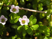 White Waterhyssop aquatic garden plant