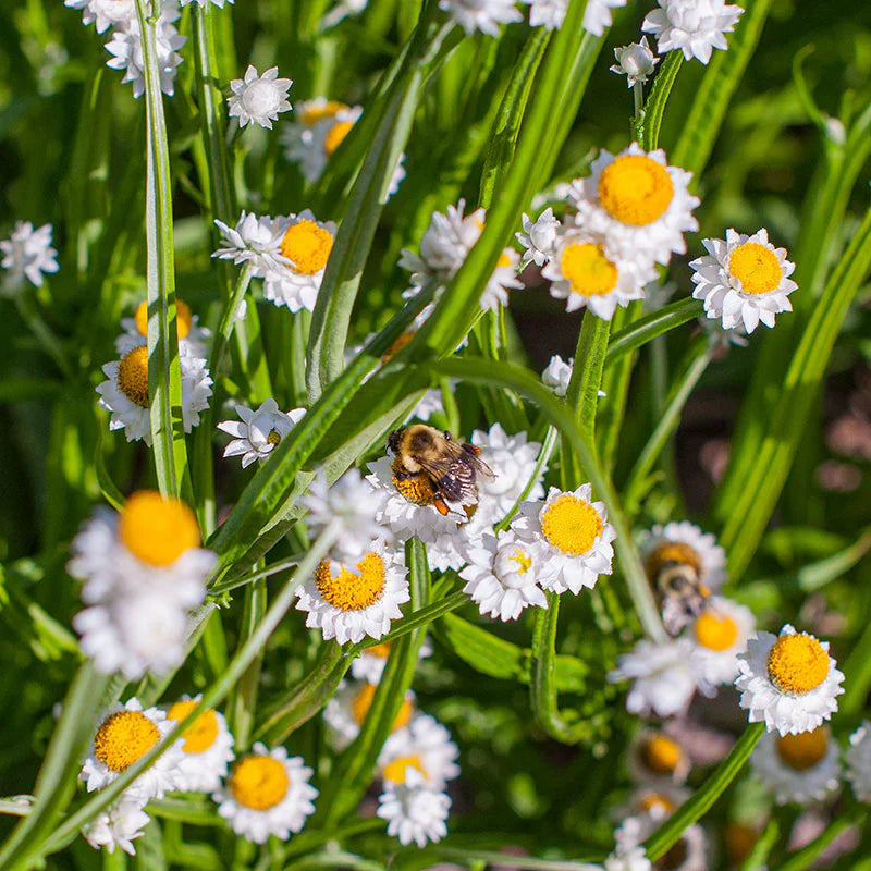 White Winged flower seeds for planting